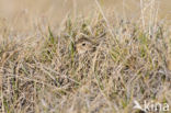 Gestreepte Strandloper (Calidris melanotos)