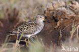 Gestreepte Strandloper (Calidris melanotos)