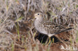 Gestreepte Strandloper (Calidris melanotos)