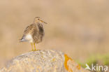 Gestreepte Strandloper (Calidris melanotos)