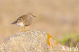 Pectoral Sandpiper (Calidris melanotos)