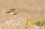 Gestreepte Strandloper (Calidris melanotos)