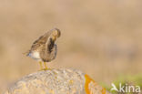 Gestreepte Strandloper (Calidris melanotos)