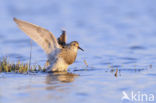 Gestreepte Strandloper (Calidris melanotos)