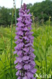 Gevlekte orchis (Dactylorhiza maculata) 