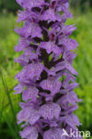 Gevlekte orchis (Dactylorhiza maculata) 