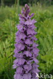 Gevlekte orchis (Dactylorhiza maculata) 