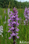 Gevlekte orchis (Dactylorhiza maculata) 