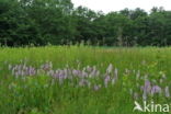 Gevlekte orchis (Dactylorhiza maculata) 