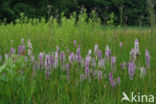 Gevlekte orchis (Dactylorhiza maculata) 