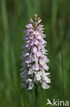 Gevlekte orchis (Dactylorhiza maculata) 