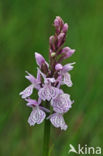 Gevlekte orchis (Dactylorhiza maculata) 