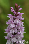 Gevlekte orchis (Dactylorhiza maculata) 