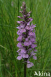 Gevlekte orchis (Dactylorhiza maculata) 