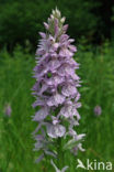 Gevlekte orchis (Dactylorhiza maculata) 