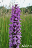 spotted Marsh-orchid (Dactylorhiza praetermissa var. junialis)