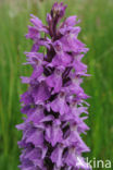 spotted Marsh-orchid (Dactylorhiza praetermissa var. junialis)