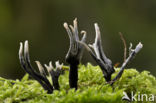 Geweizwam (Xylaria hypoxylon)