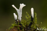 Geweizwam (Xylaria hypoxylon)