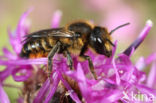 leaf-cutter bee (Megachile versicolor)