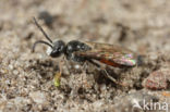 Gewone dwergbloedbij (Sphecodes miniatus)