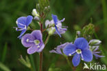 Germander Speedwell (Veronica chamaedrys)