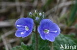 Germander Speedwell (Veronica chamaedrys)