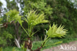 Gewone es (Fraxinus excelsior)