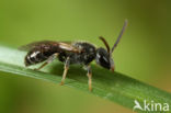 Gewone franjegroefbij (Lasioglossum sexstrigatum)