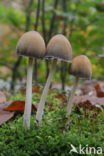 Gewone glimmerinktzwam (Coprinus micaceus)