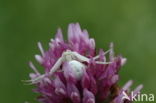 Gewone kameleonspin (Misumena vatia)