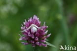 Gewone kameleonspin (Misumena vatia)