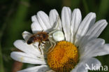 Flower Queen (Misumena vatia)