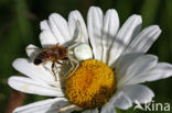 Gewone kameleonspin (Misumena vatia)