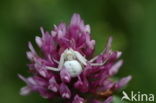 Gewone kameleonspin (Misumena vatia)