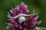 Gewone kameleonspin (Misumena vatia)