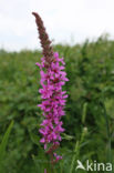 Purple Loosestrife (Lythrum salicaria)