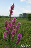 Purple Loosestrife (Lythrum salicaria)