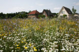 Gewone margriet (Leucanthemum vulgare)