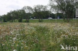 Ox-eye Daisy (Leucanthemum vulgare)