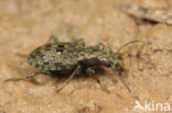 ground Beetle (Elaphrus riparius)