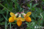 Gewone rolklaver (Lotus corniculatus)