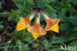 Gewone rolklaver (Lotus corniculatus)