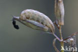 Gewone silene-uil (Hadena bicruris)