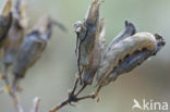 Gewone silene-uil (Hadena bicruris)