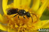 Gewone smaragdgroefbij (Lasioglossum leucopus)