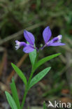 Gewone vleugeltjesbloem (Polygala vulgaris) 