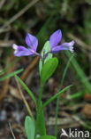 Common Milkwort (Polygala vulgaris)