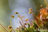 Rough-stalked Feather-moss (Brachythecium rutabulum)