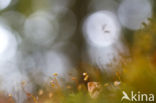 Rough-stalked Feather-moss (Brachythecium rutabulum)